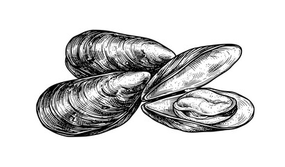 Fresh Mussels Ink Sketch Hand Drawn Seafood Engraving Vector Illustration Isolated on White Background © Mdashadul