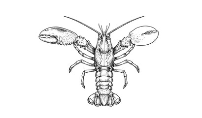 Fresh Mussels Ink Sketch Hand Drawn Seafood Engraving Vector Illustration Isolated on White Background © Mdashadul