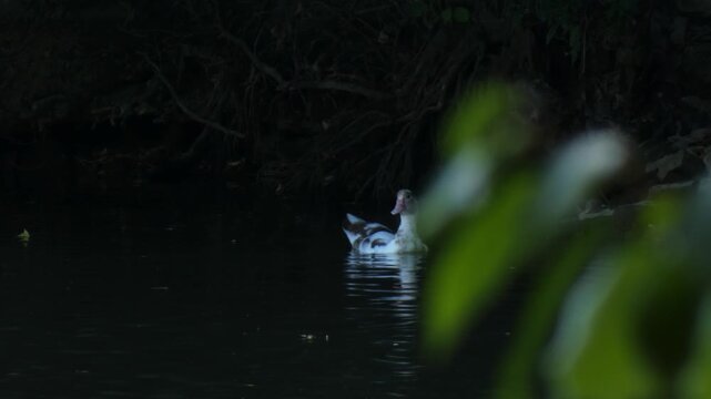 Black and white hybrid Mulard duck gliding on dark pond surface through green blurry foliage foreground. Soft light, medium shot, mystery atmosphere. Vulnerability and tiny world concept.