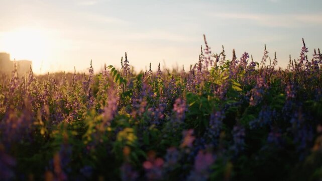 Gorgeous purple wildflowers swaying gently in a summer breeze against a warm, glowing sunset. Beautiful blooming meadow bathed in the soft, golden light of the setting sun