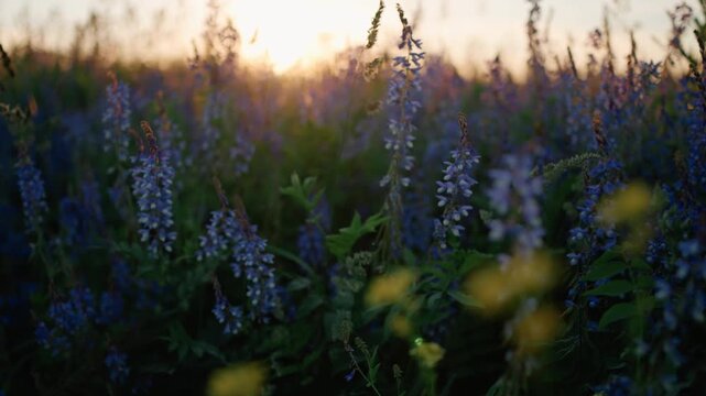 Golden sunset light illuminating a beautiful summer meadow with purple vicia cracca wildflowers blooming and swaying in the breeze, with soft lens flare and bokeh effects