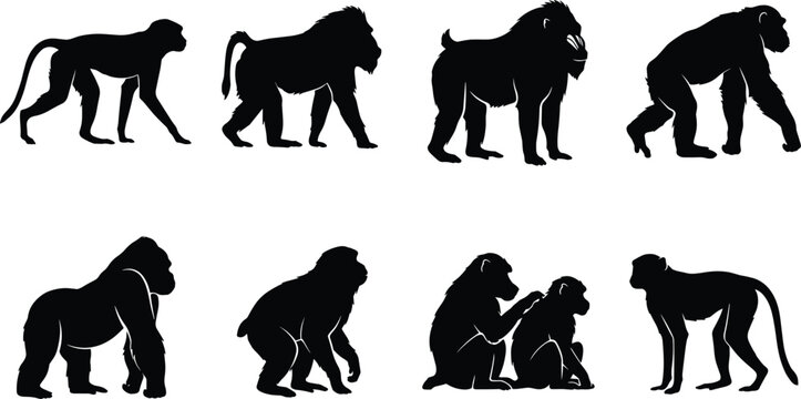 Primate Silhouette Collection Featuring Monkeys, Apes, and Great Apes for Wildlife Vector Design