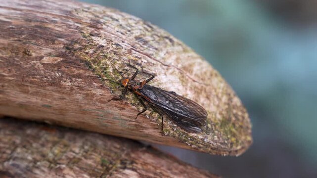 Close-up macro view, stonefly insect resting on a weathered wooden surface in a natural outdoor environment. Detailed view of an aquatic insect and its delicate wing structure