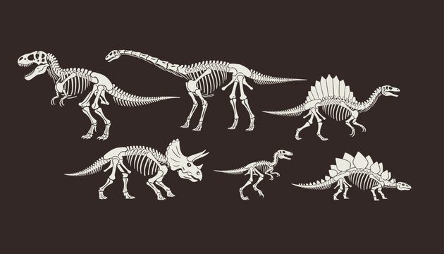 Set of dinosaur skeletons and fossils including t-rex, brachiosaurus, and triceratops isolated on a dark background.