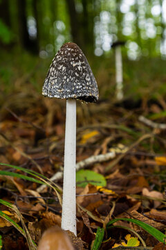 Coprinopsis Picacea also known as Magpie fungus poisonous mushroom in forest