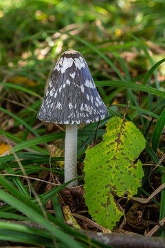 Coprinopsis Picacea also known as Magpie fungus poisonous mushroom in forest