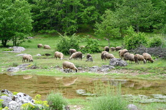 Group of sheep grazing peacefully along a riverbank in spring. Herd of sheep feeding on green grass by the river.