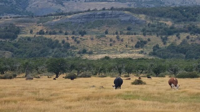 Wild Patagonian landscape near Torres del Paine National Park in Chile, featuring grasslands and bushland with scattered cows grazing peacefully, remote wilderness and untouched natural beauty