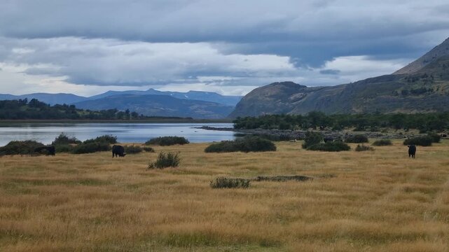 Near Torres del Paine National Park in Chile, a vast Patagonian steppe stretches across the frame, where scattered cows graze calmly among grass and bushland in a remote and windswept wilderness