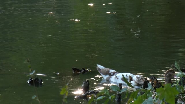 Domestic hybrid waterfowl Mulard duck paddling away in green pond with bright sun glare reflections. Backlit, medium shot, environmental awareness atmosphere. Vitality and natural energy concept.