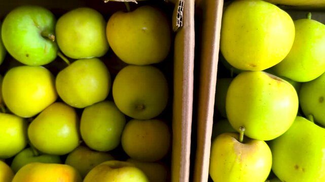 Golden Apples in Cardboard Box: A close-up shot reveals rows of fresh, ripe golden apples neatly arranged in cardboard packaging, showcasing a bountiful harvest ready for sale or distribution.