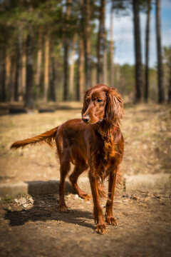 irish setter running