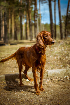 irish setter running