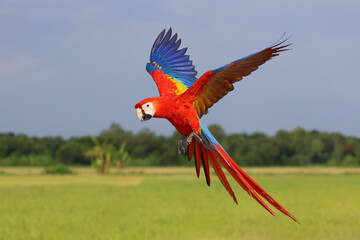 Obraz premium A beautiful scarlet macaw is flying over the green rice fields in the evening.
