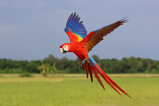 A beautiful scarlet macaw is flying over the green rice fields in the evening.