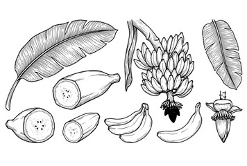 Hand Drawn Banana Set Vector Illustration with Leaves, Fruit Slices, and Blossom, Vintage Botanical Line Art Illustration of Banana Fruit Bunch, Leaves, and Flower © Ali