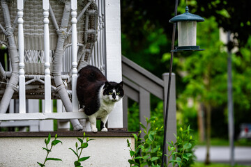 Cat on the loose © Derek
