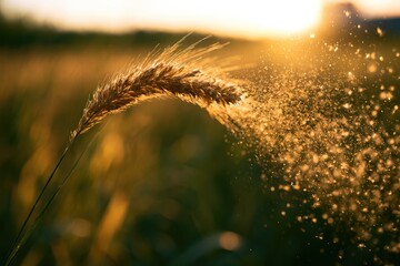 Fototapeta premium Golden wheat stalk sheds pollen in warm, hazy sunset light