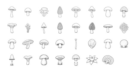 Fototapeta premium Mushroom hand drawn vector set – detailed botanical ink illustration of wild edible and forest fungi species