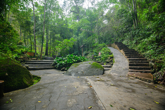 Peaceful Forest Pathway with Wooden Stairs and Large Rocks in Green Environment
