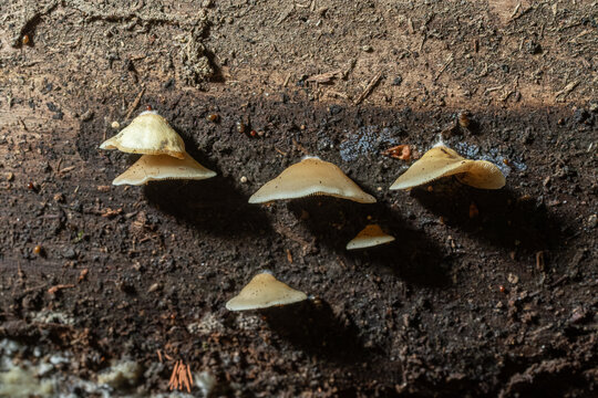 Small white fan-shaped mushrooms growing on a log in a forest during early morning