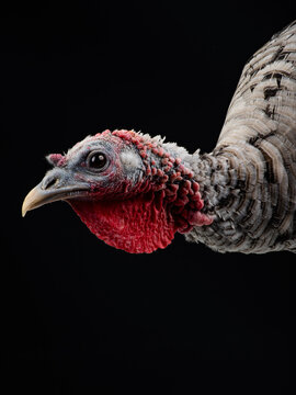 domestic turkey head and neck on black background.