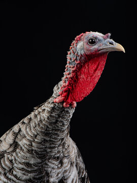 domestic turkey head and neck on black background.