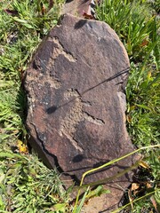 Fototapeta premium Ancient petroglyph carved on a stone surrounded by green grass in Saimaluu Tash, Kyrgyzstan. Historic rock art in high-altitude Tian Shan mountains.