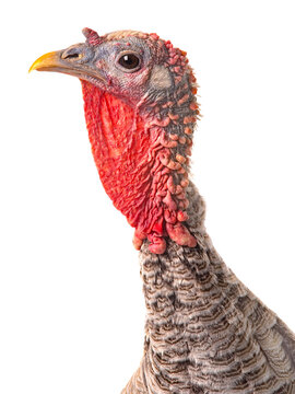 close-up profile of a domestic turkey on white background.