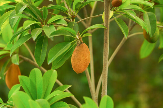 Fresh Sapodilla Fruit Growing Among Green Leaves
