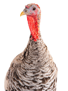 domestic turkey looking at camera on white background.