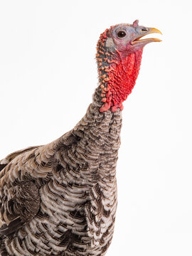 domestic turkey with open beak on white background.