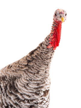 domestic turkey looking at camera on white background.