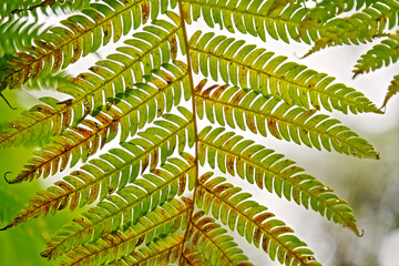Close up of fern leaf with green yellow and brown details against white sky © EkoPriyatno