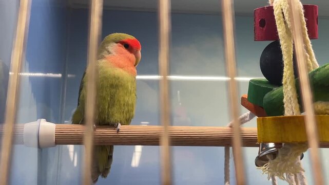 Peach faced lovebird perched on perch, calm indoor cage scene with colorful wooden toy and silver bell, soft natural light. Agapornis fischeri in a cage, colorful exotic pet.