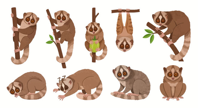 Vector Collection of Different Slow Loris Species Including Sunda and Bengal