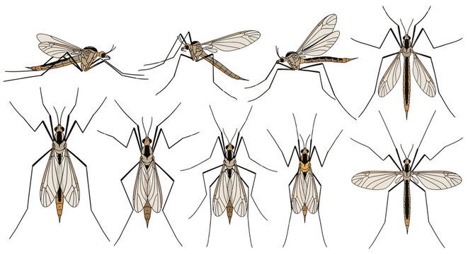 Vector Illustration Set of Crane Fly Species in Resting and Flying Poses