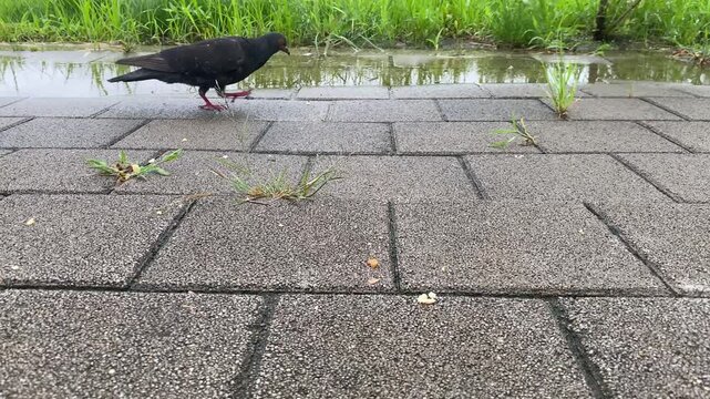 City pigeon eating leftover cracker crumbs on park pavement stone sidewalk