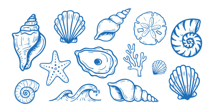 Collection Of Blue Line art Shells Starfish Oyster And Coral Specimens shell shells starfish