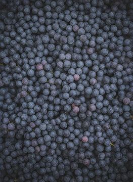 Top View Close-up of Fresh Black Grapes Texture Background