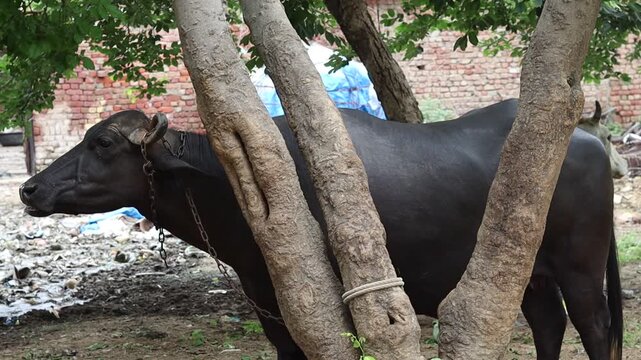 Medium shot of a chained black water buffalo standing and chewing cud behind tree trunks, with a cluttered and garbage-filled background in a semi-urban Indian setting.

