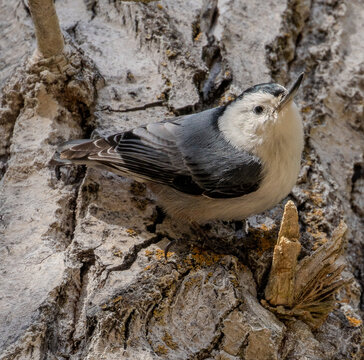Nuthatch