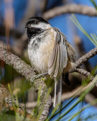 Chickadee © Anita