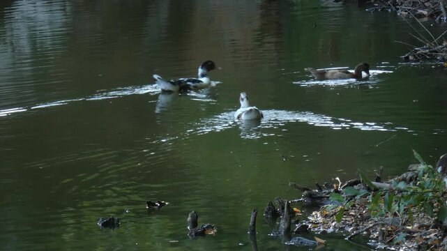 Group of Mulard ducks swimming in different directions on green calm pond creating V-shaped tracks. Soft light, wide shot, serene backdrop atmosphere. Serenity and harmony concept.