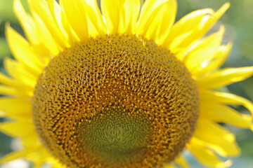 Naklejka premium Extreme close-up of a vibrant yellow sunflower in full bloom showing detailed textures of seed head and bright petals in sunlight. Perfect for agricultural and nature concepts