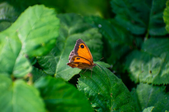 Gatekeeper Butterfly Resting on a Large Leaf in Nottingham, UK