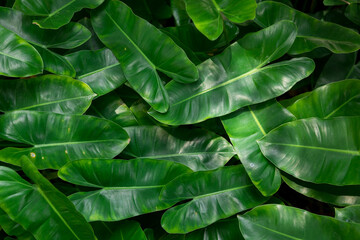 Close-Up of a Green Philodendron Leaf, Tropical Foliage Background © Latthaphon