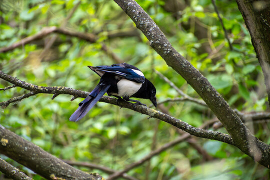 Eurasian Magpie Perched on a Tree Branch in Nottingham, UK