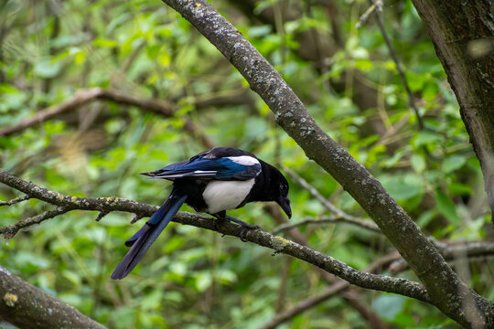 Eurasian Magpie Perched on a Tree Branch in Nottingham, UK
