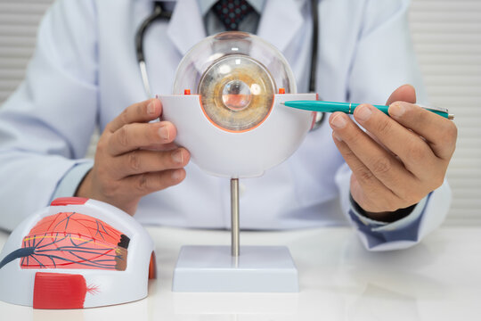 Asian doctor with eye human anatomy model for study diagnosis and treatment in hospital.